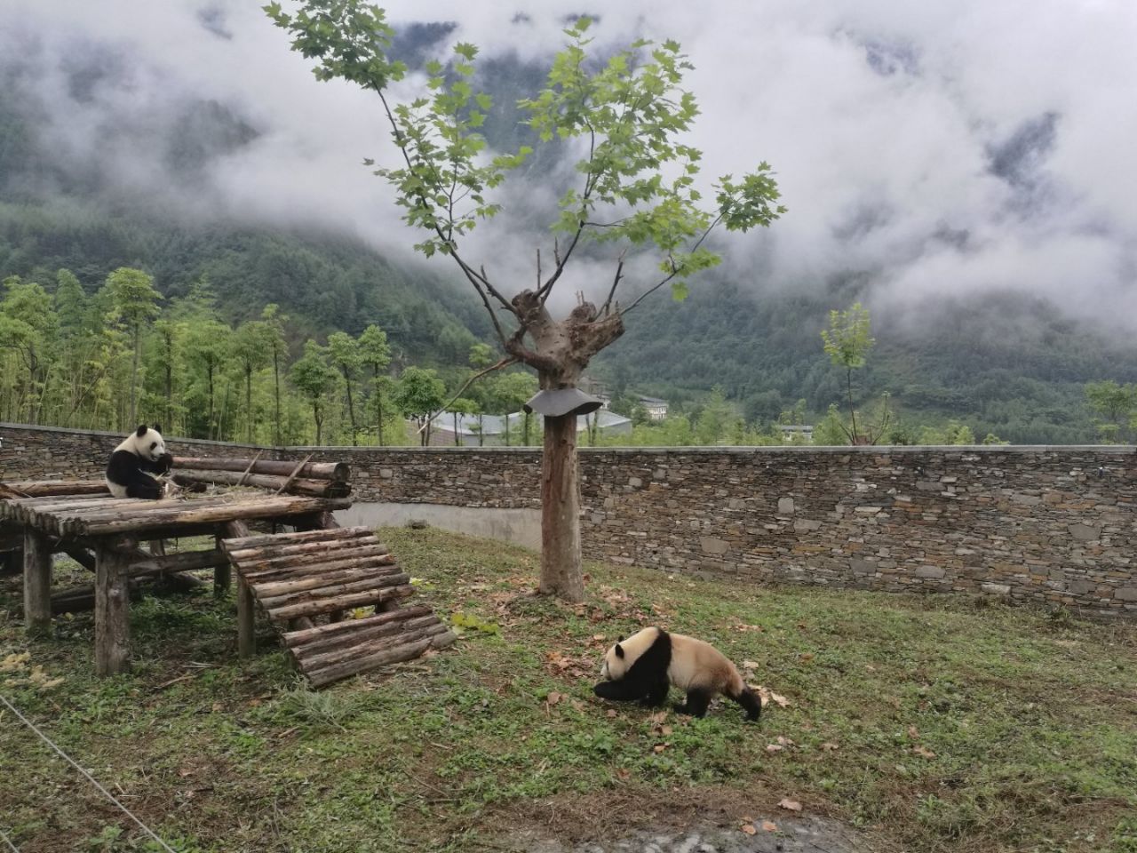 卧龙中华大熊猫苑神树坪基地