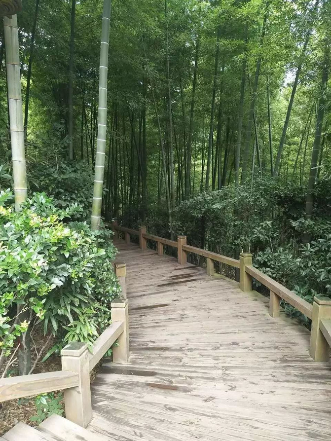 鸡鸣村--隐逸在竹海之巅的古村落