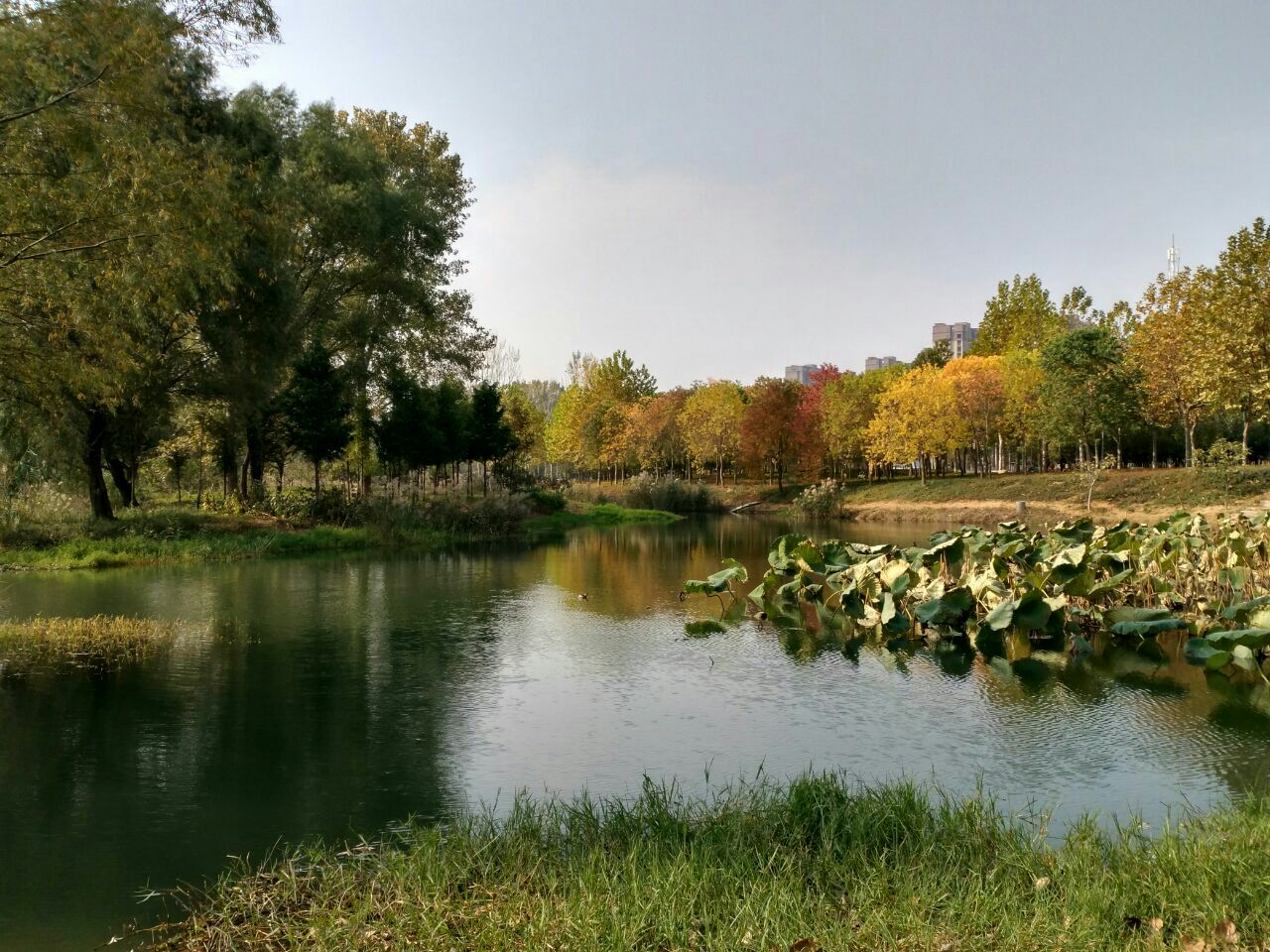 西流湖生態公園