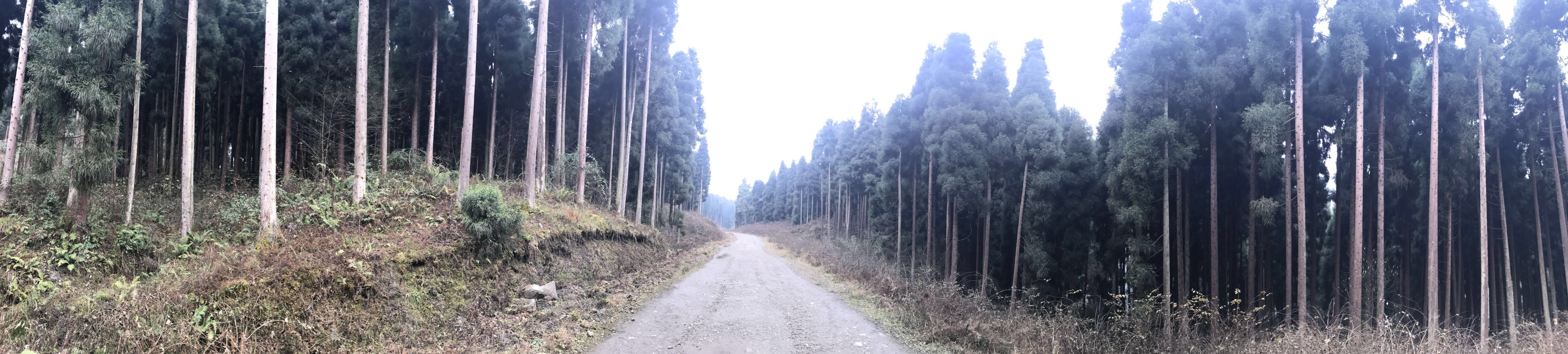 2019雞冠山遊玩攻略,原始森林,空氣好,負氧離子. 【去哪兒攻略】