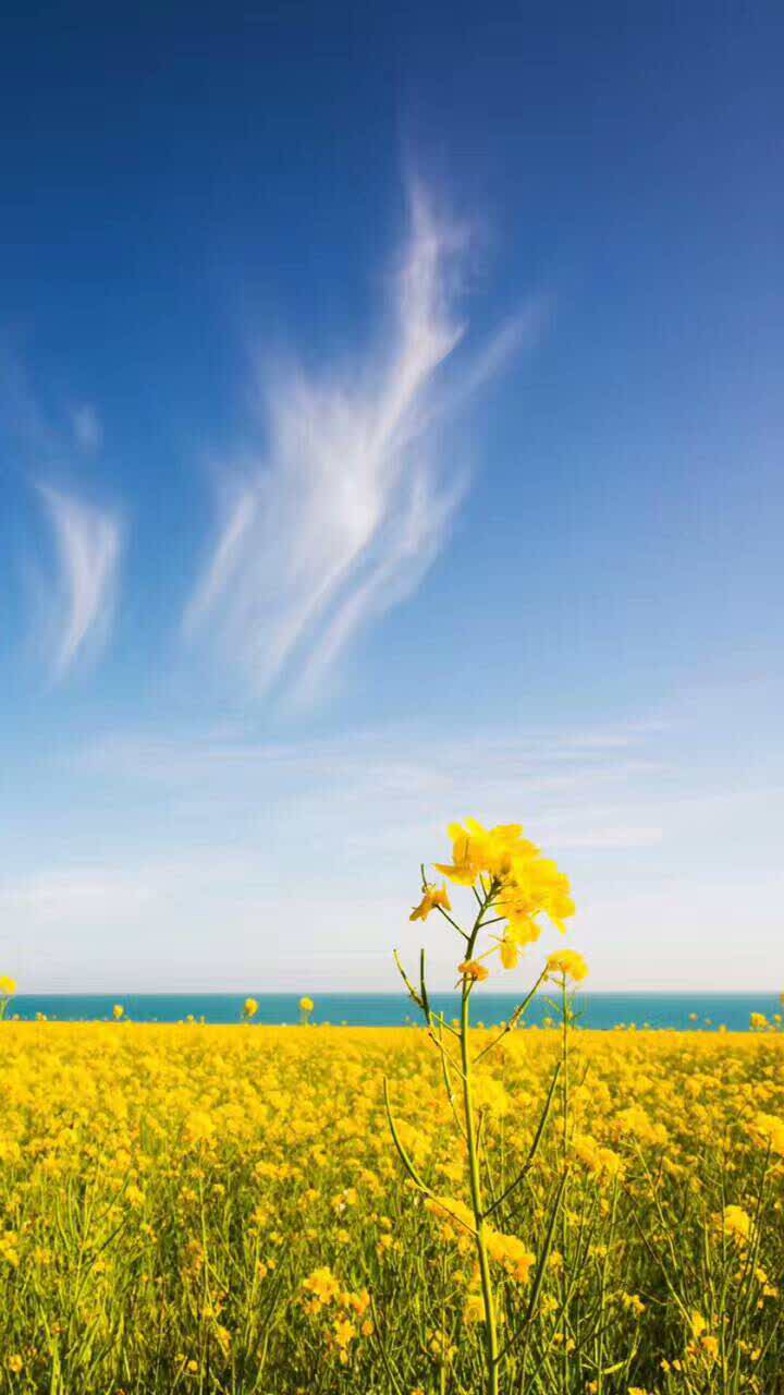 柠檬王子(光谷旗舰店)