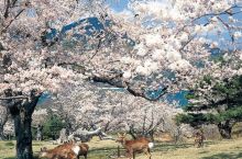 浪漫樱花和萌萌小鹿，不是奈良才有！宫城县竟然还有这样一处赏樱胜地