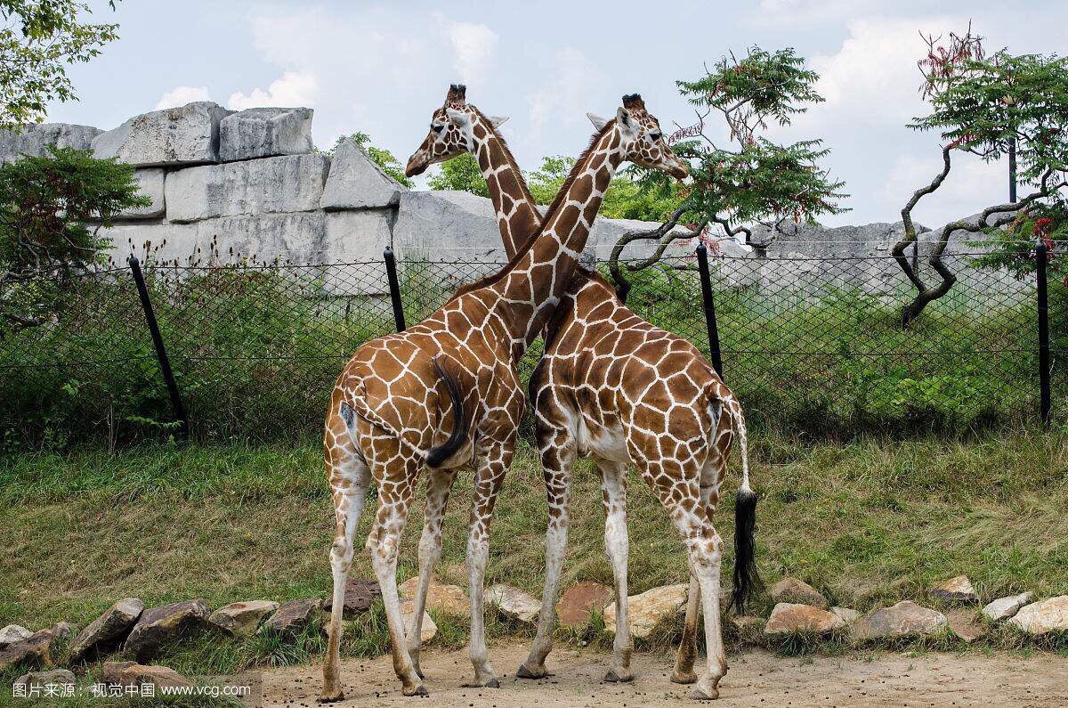 上海野生動物園