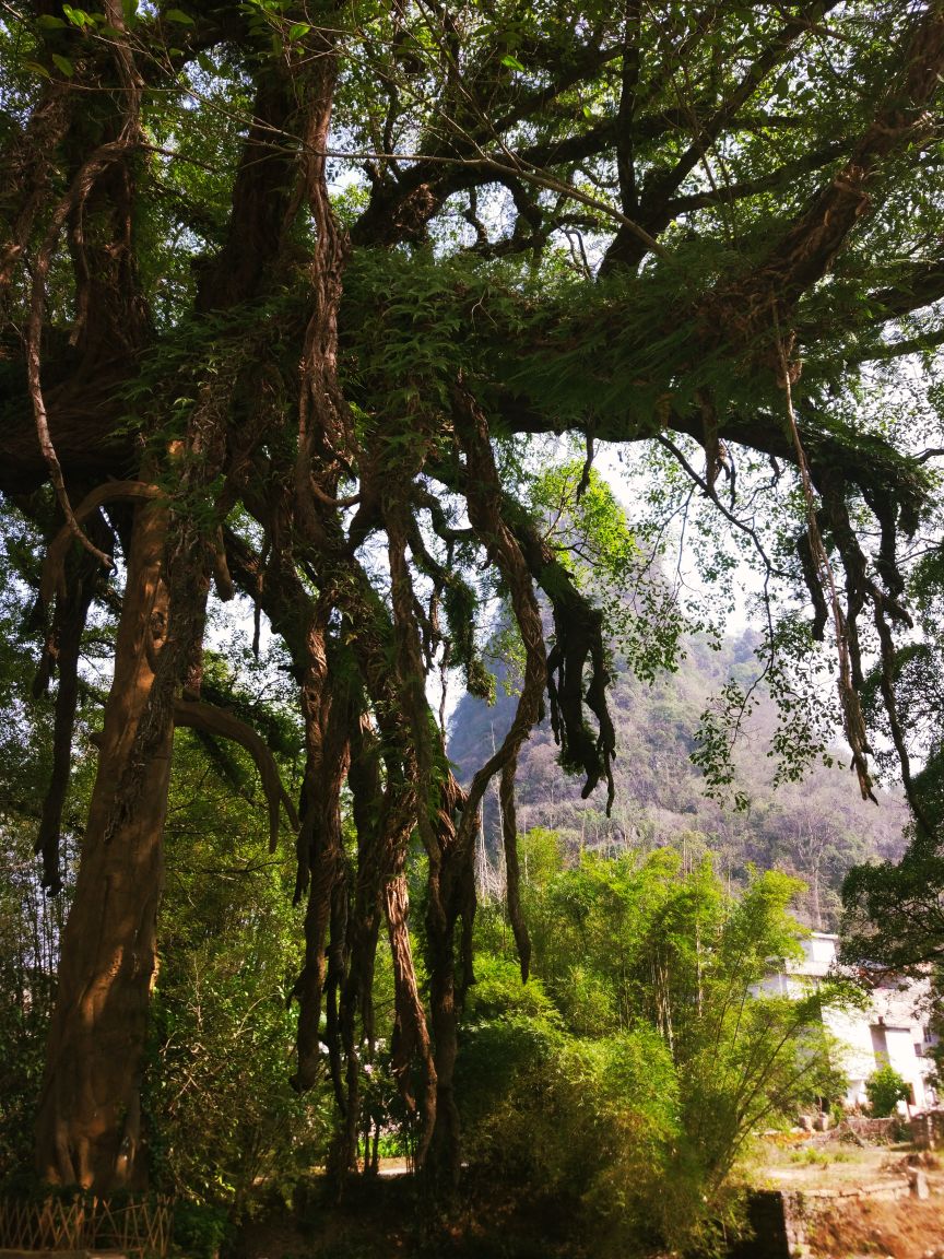 龙爪榕