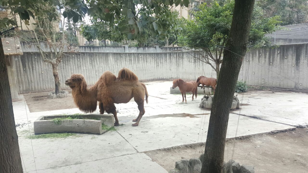 成都動物園