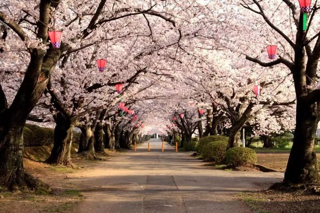 最新!2018年第四回樱花开花预测,全日本最美的