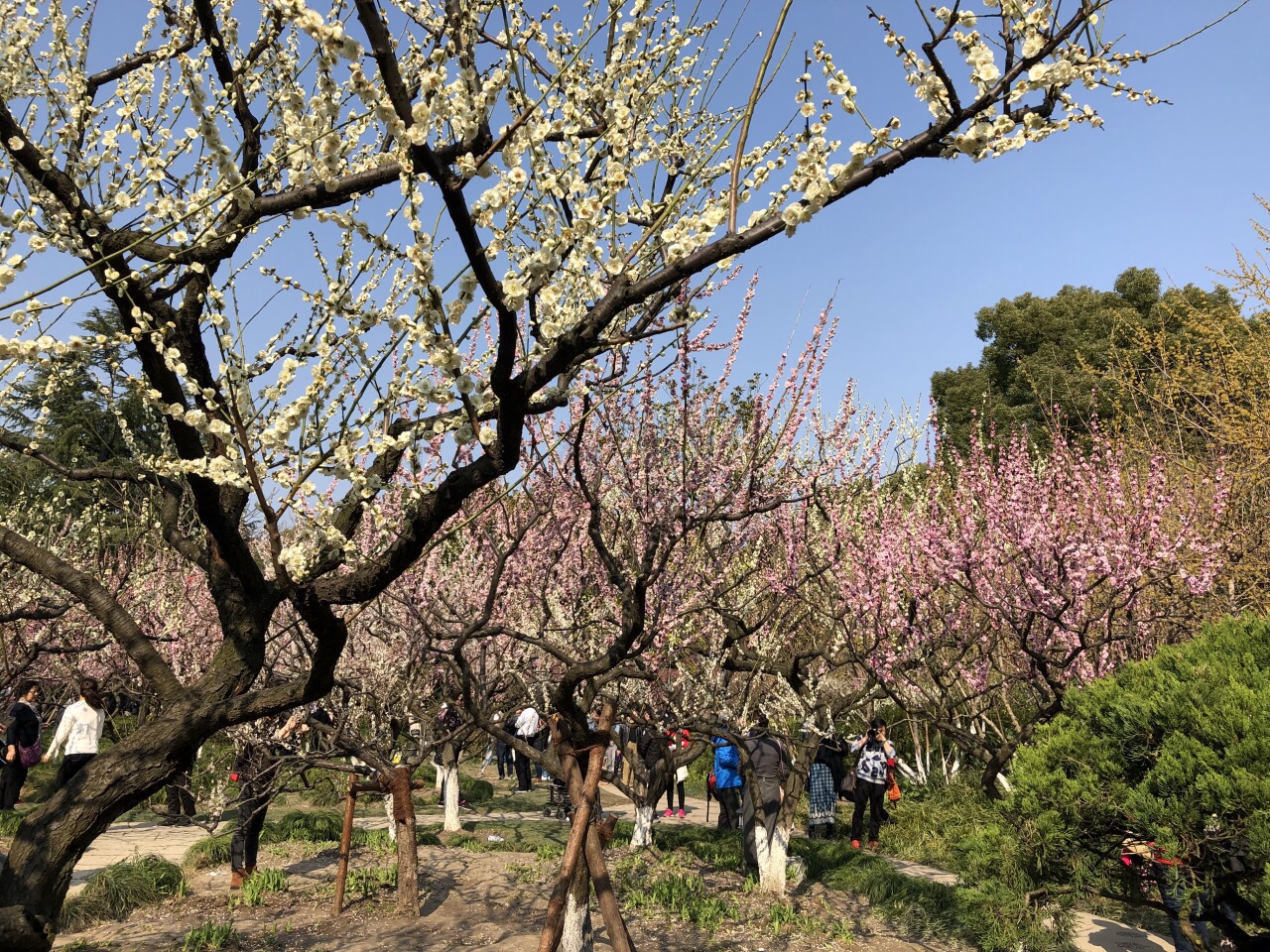 2019莘莊公園_旅遊攻略_門票_地址_遊記點評,上海旅遊景點推薦 - 去