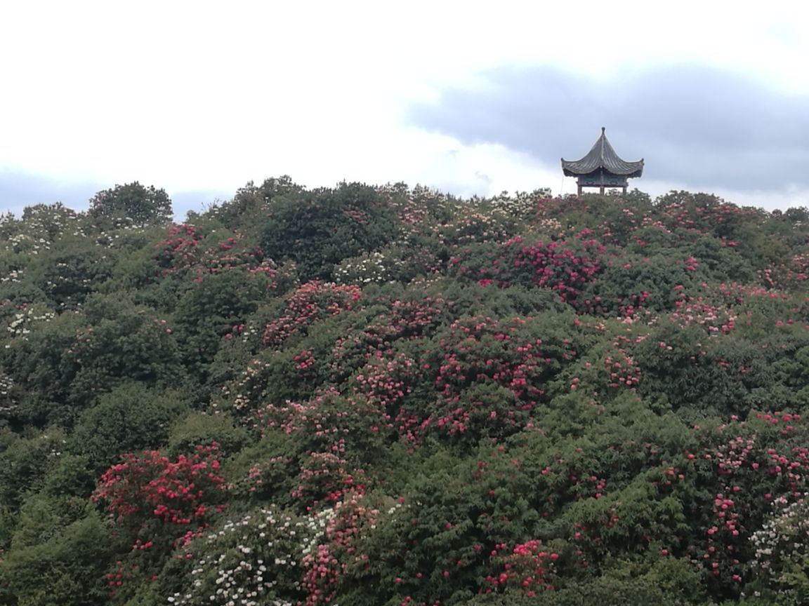 2019百里杜鵑風景區_旅遊攻略_門票_地址_遊記點評,畢節旅遊景點推薦