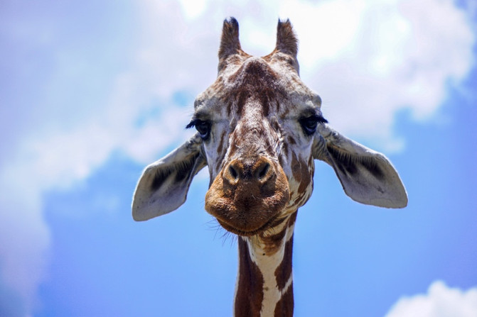 中年少女劈叉打卡菲律宾之旅:自由行如何浪漫