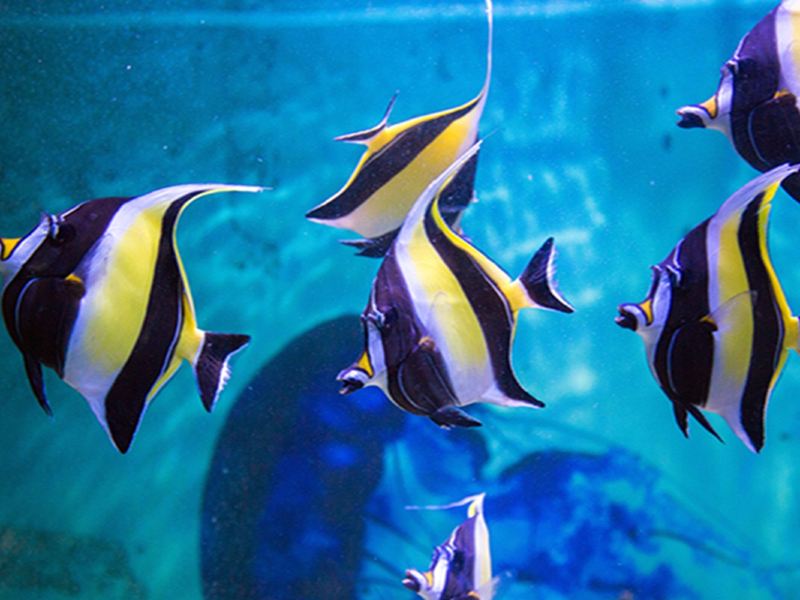 海口海之语海洋世界攻略-海之语海洋世界门票价格多少钱-团购票价预定