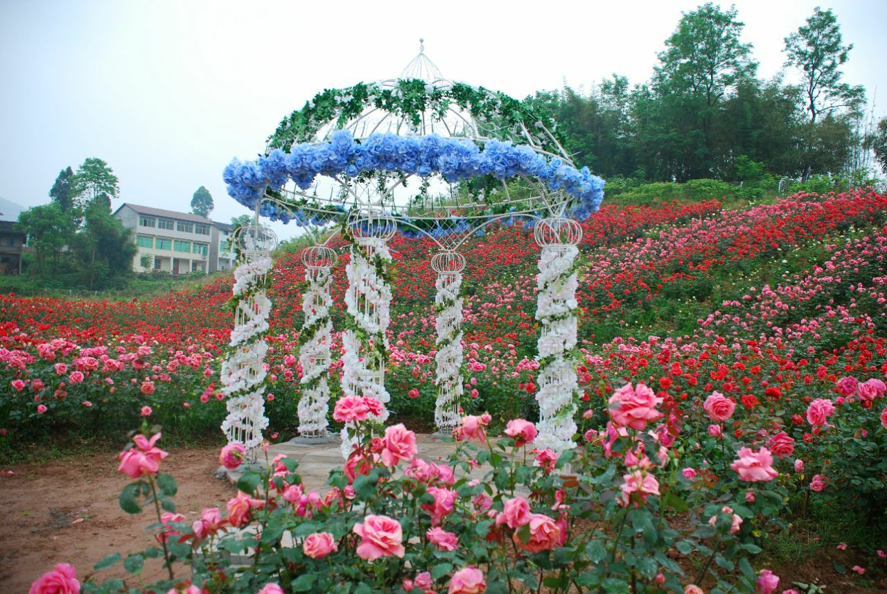 6月新疆赏花，你在城里公园看花，我在北疆漫步花海 - 知乎
