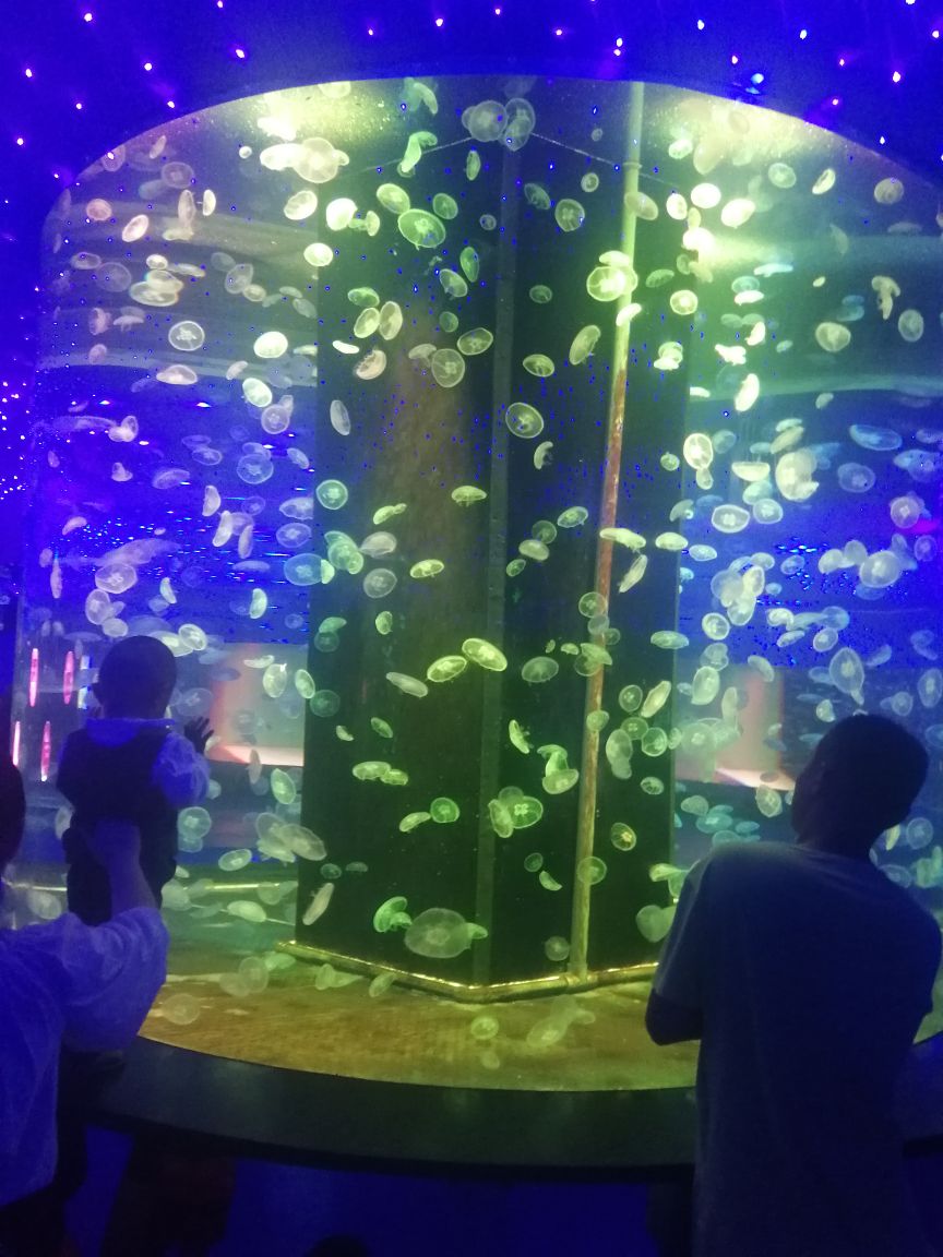 上海海洋水族館旅遊景點攻略圖