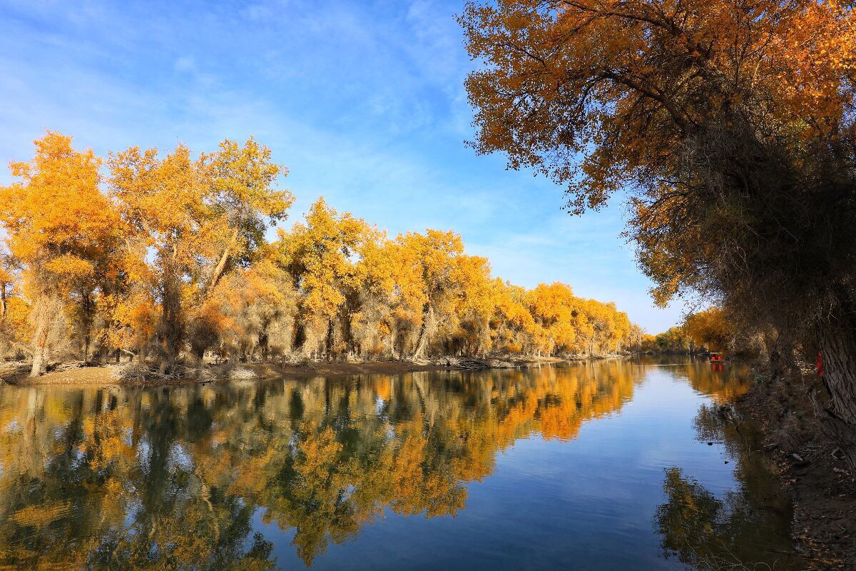 新疆杨跟拍：张掖黑河湿地国家级自然保护区20141014 - 江西林科网