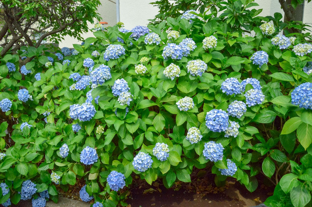 难得遇上紫阳花盛开的花期 穿上紫色和服去慢慢品鉴 携程氢气球