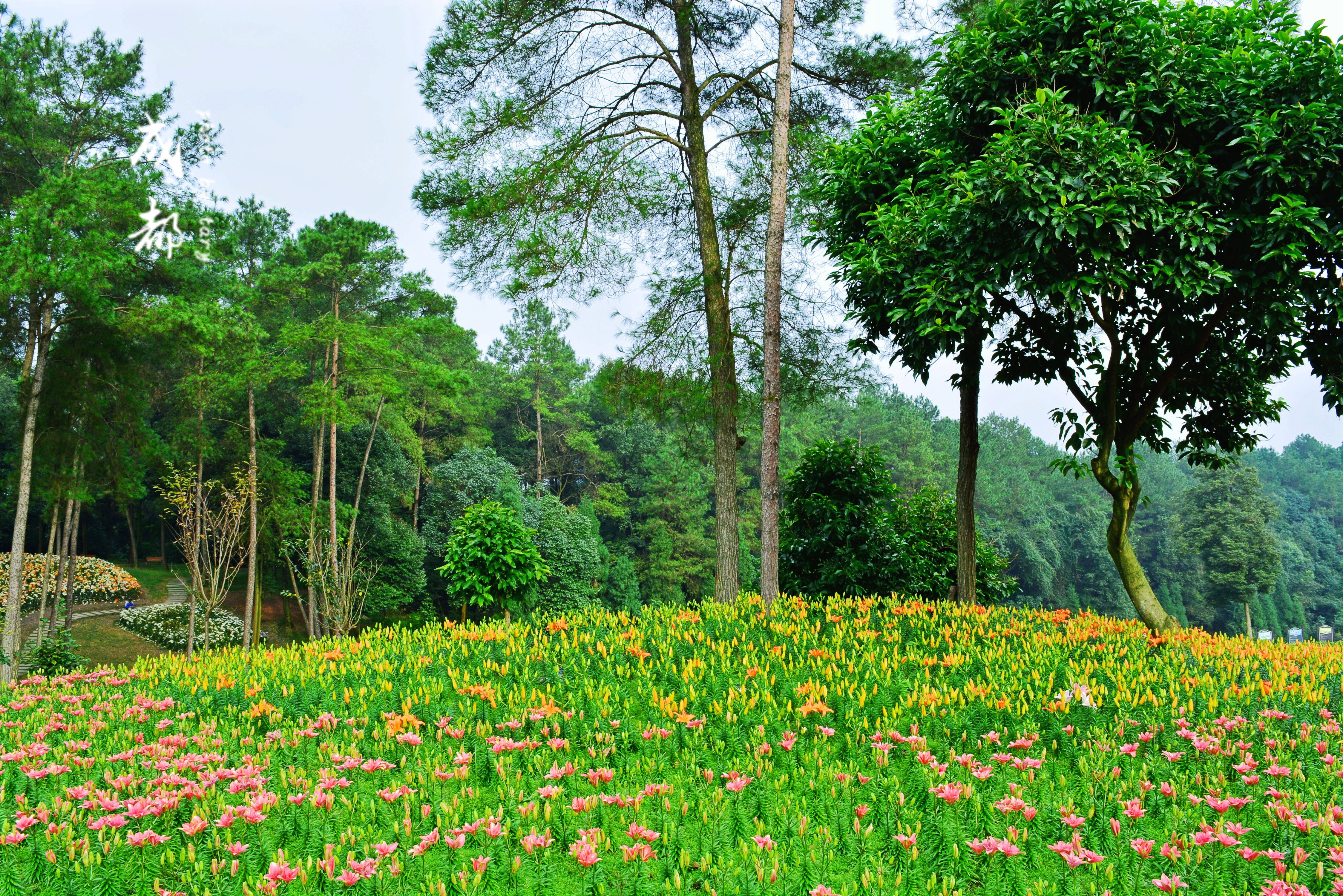蒲江石象湖攻略,蒲江石象湖门票/游玩攻略/地址/图片/门票价格【携程
