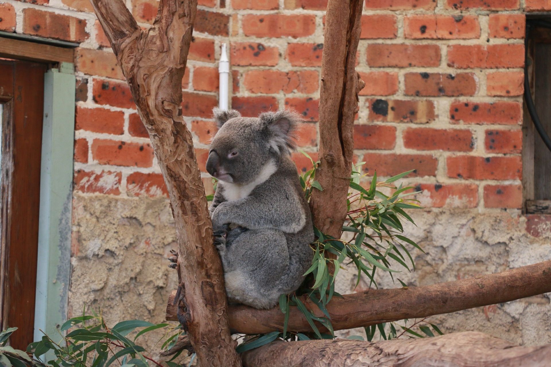 珀斯珀斯动物园好玩吗,珀斯珀斯动物园景点怎么样_点评_评价【携程