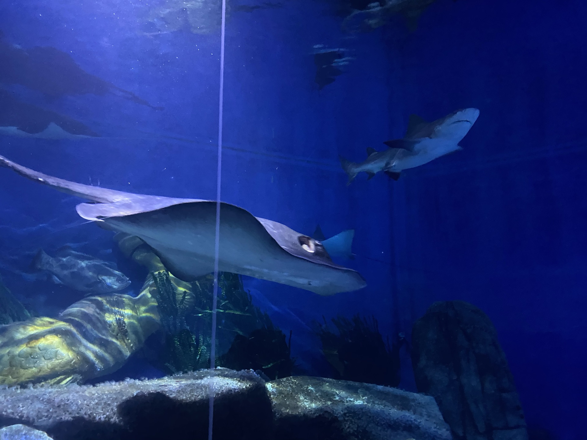 墨尔本墨尔本水族馆好玩吗,墨尔本墨尔本水族馆景点怎么样_点评_评价