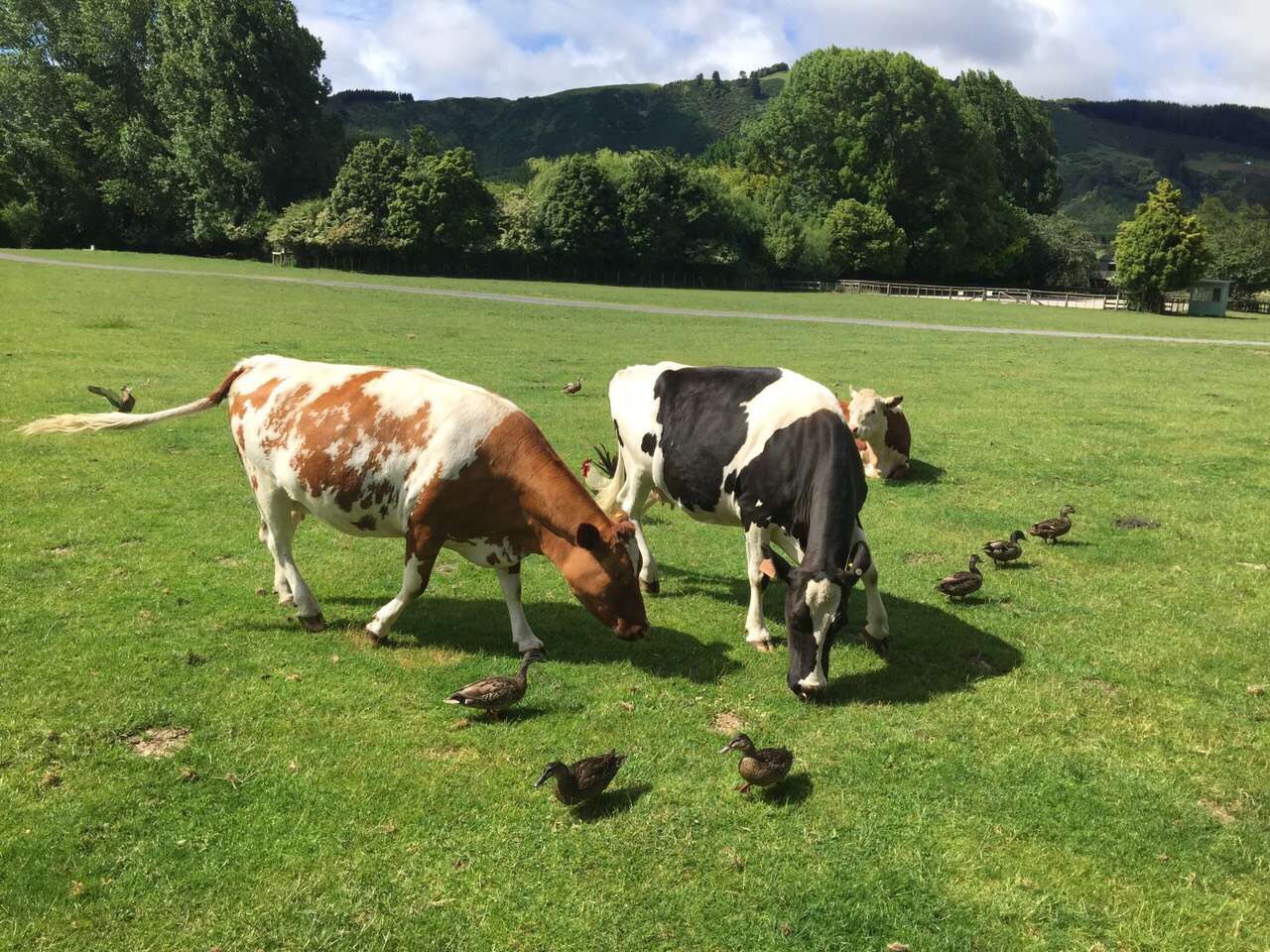 农场游玩,景色不错,风景优美,空气清新,纯天然自然风光,视野开阔,趣味