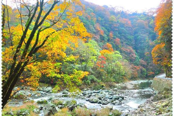 觀霧山森林公園