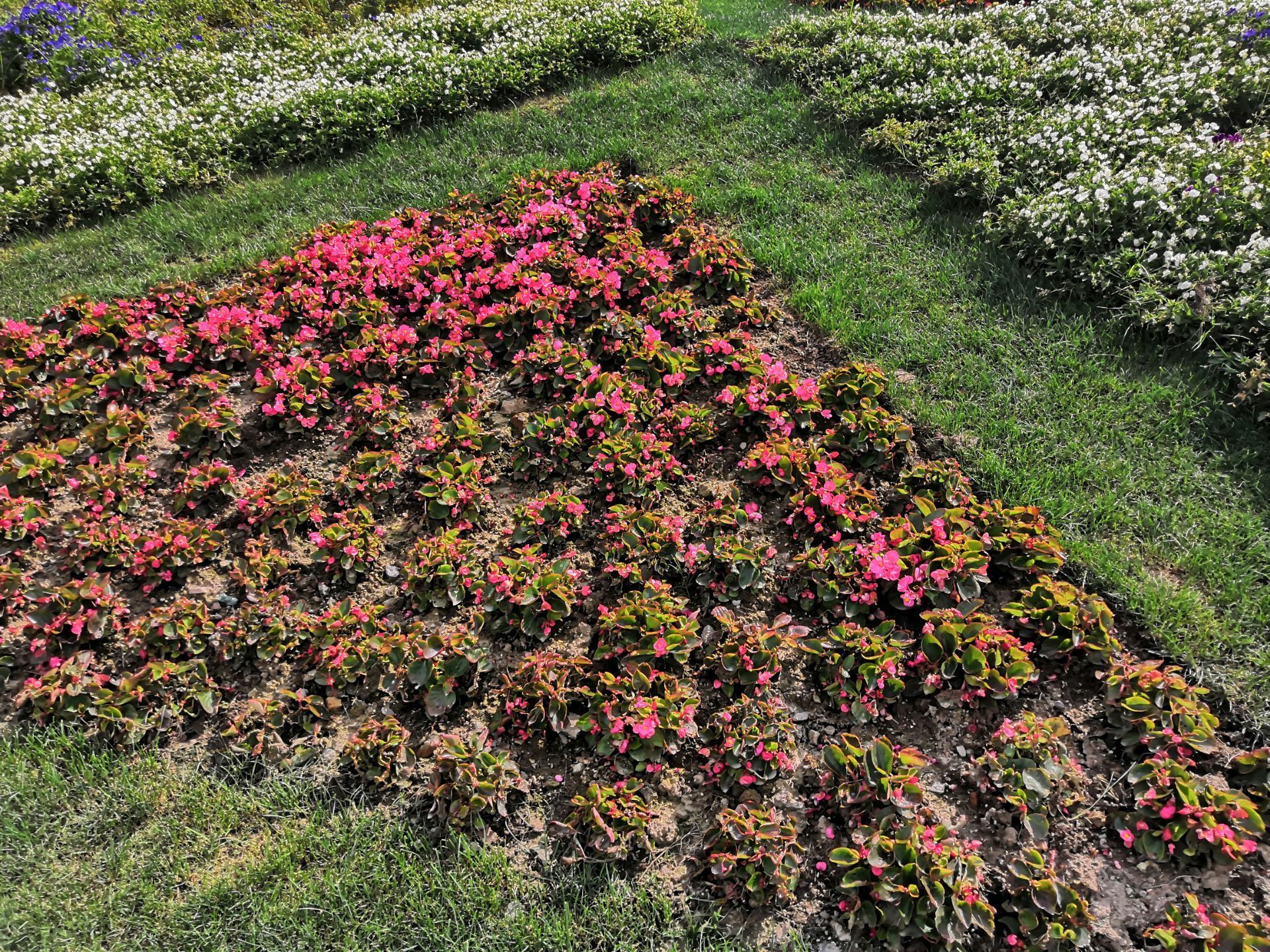 福州以“花海”为名的公园，拥有超大型花海，一年四季都能赏花 - 知乎