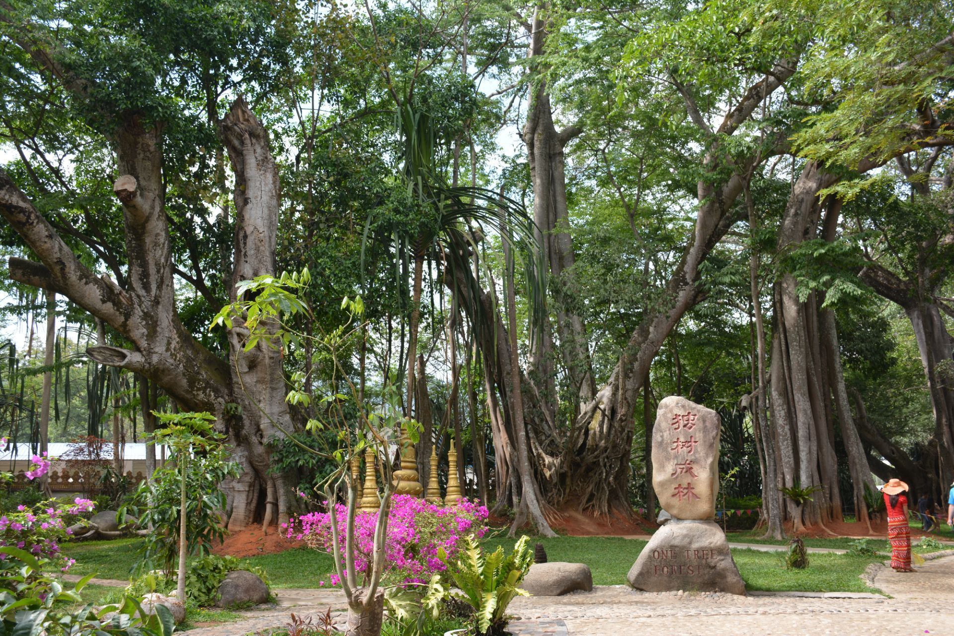 芒今独树成林是云南省德宏傣族景颇族自治州瑞丽市芒令村的一个特色