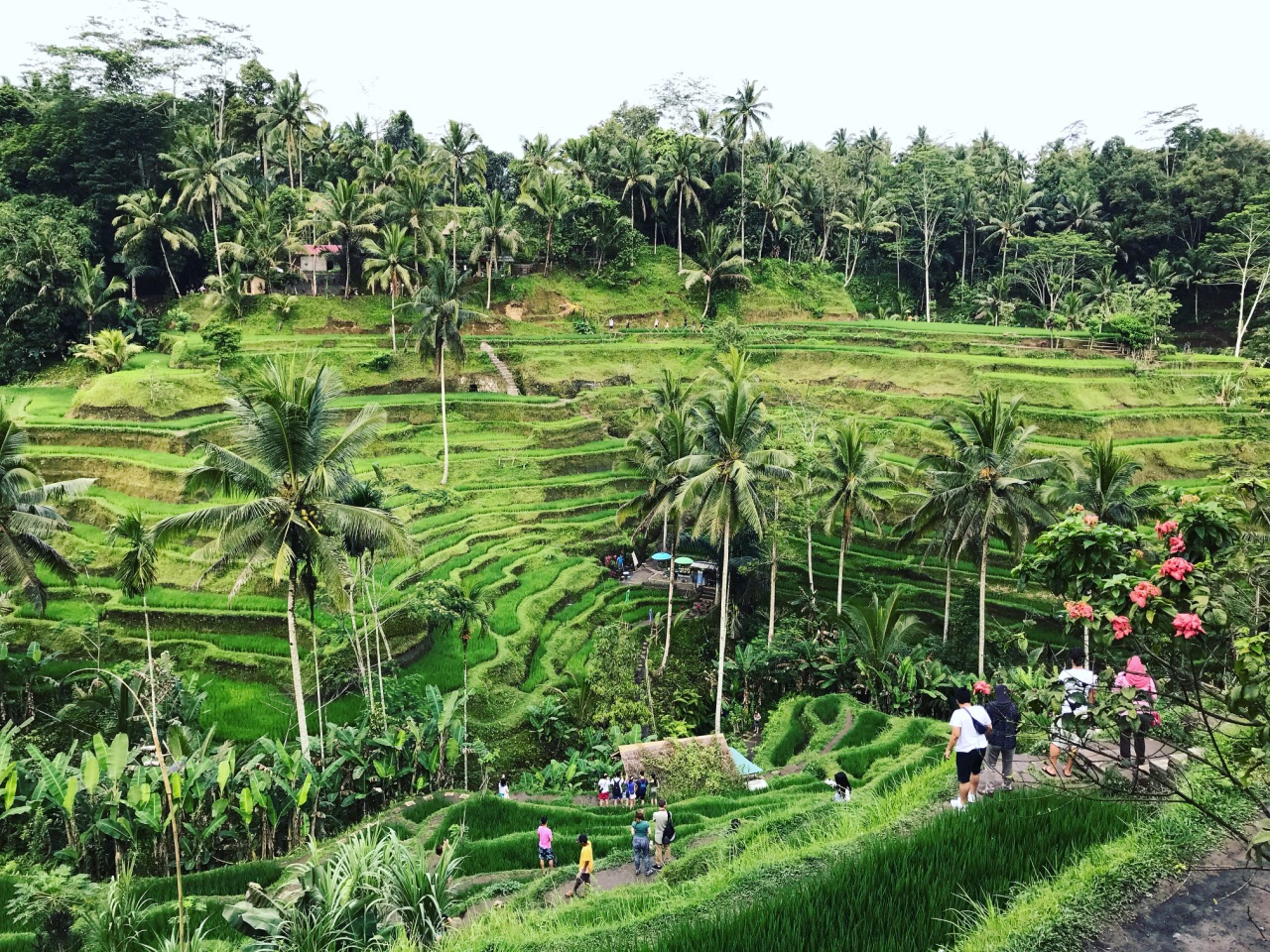 巴厘岛德格拉朗梯田攻略,巴厘岛德格拉朗梯田门票/游玩攻略/地址/图片
