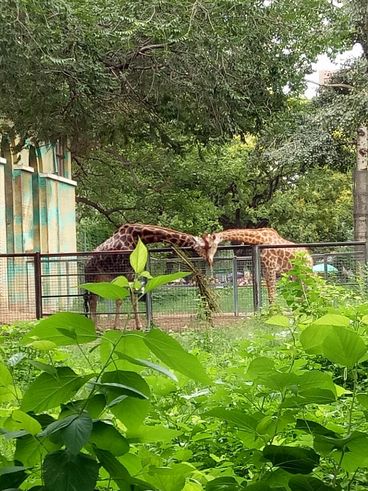 北京動物園旅遊景點攻略圖