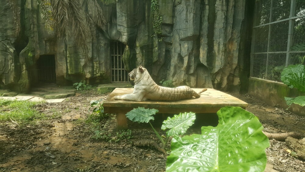 南寧動物園