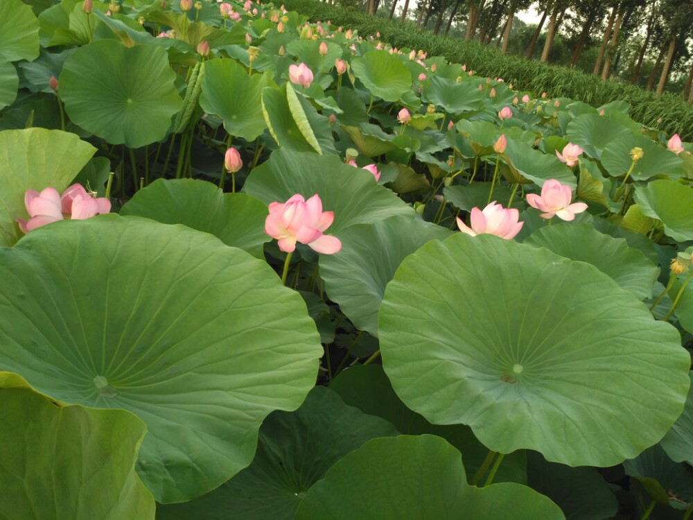 鐵嶺蓮花溼地