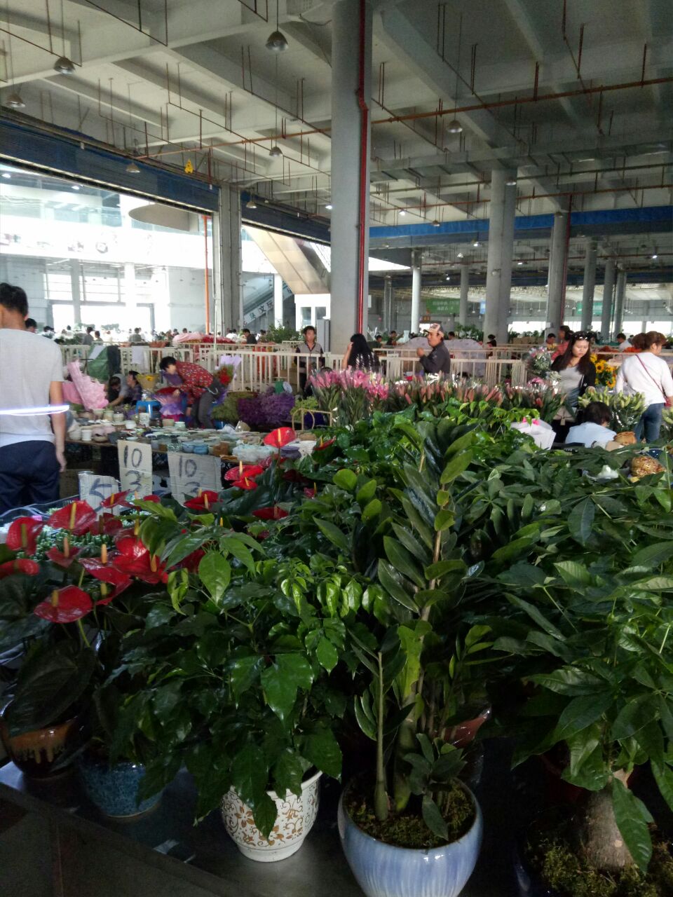 【携程攻略】昆明斗南花卉市场购物,花实在太美了!