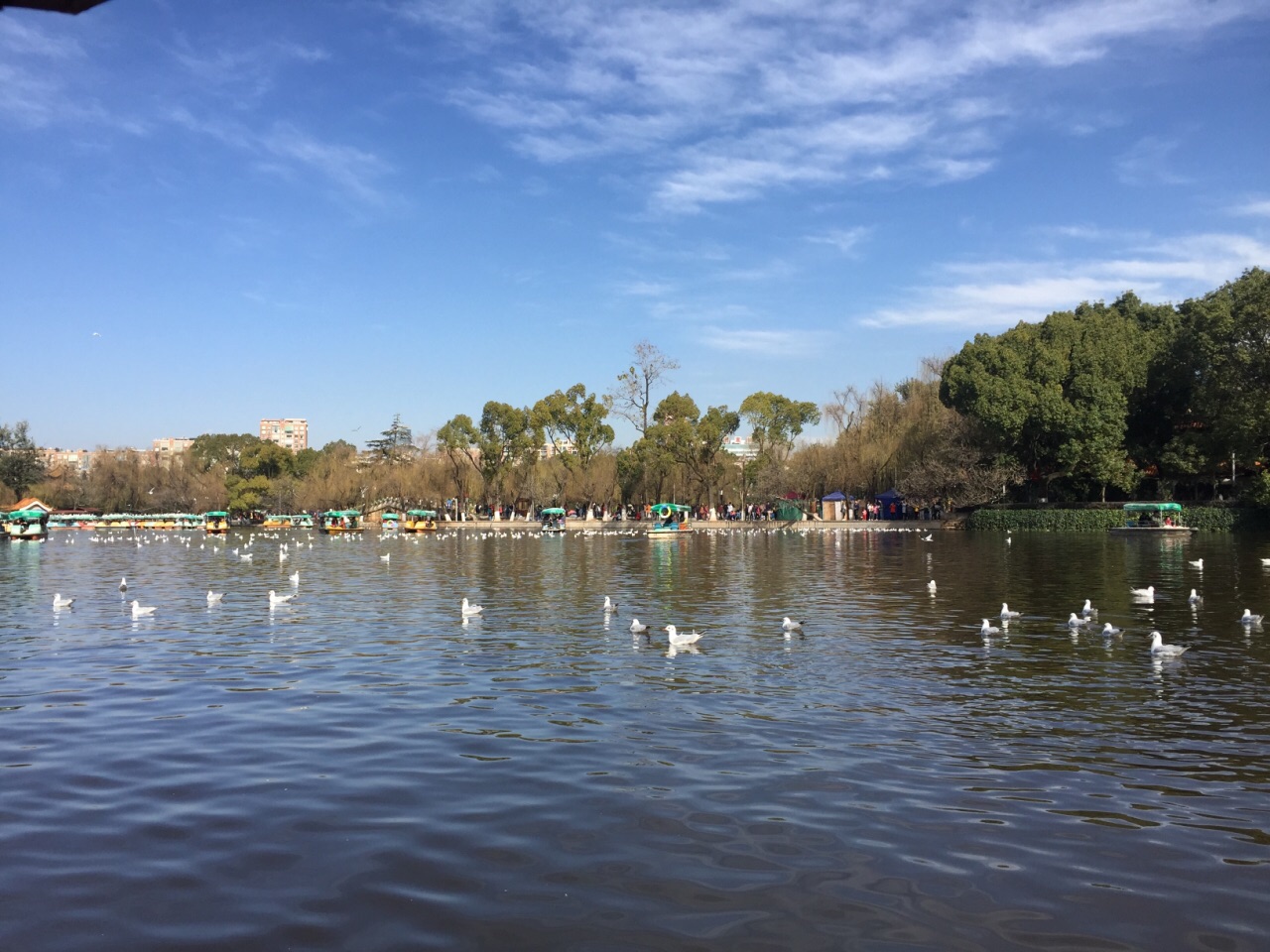 2019翠湖公園_旅遊攻略_門票_地址_遊記點評,昆明旅遊景點推薦 - 去哪