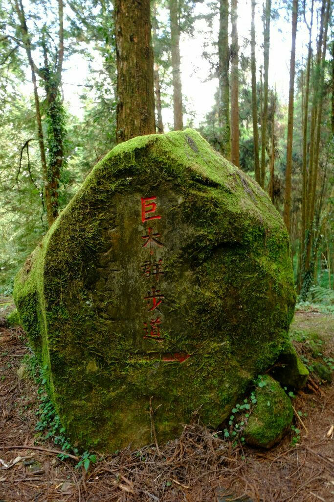 阿里山巨木群栈道图片