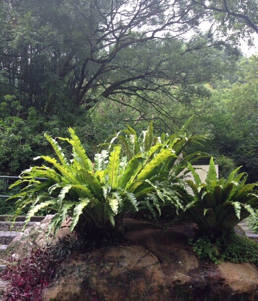 嘉道理农场暨植物园