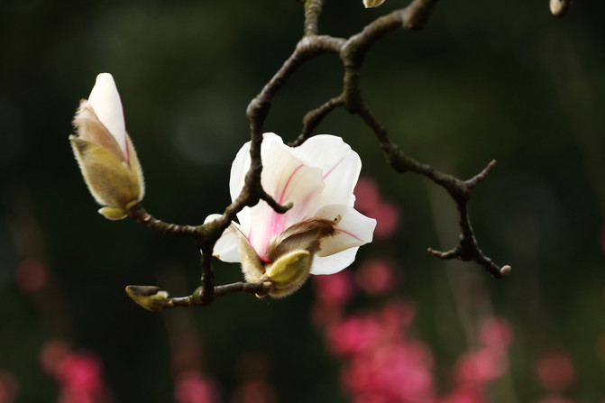 最好看的五种梅花 100u0e00000072ns99B24_R_671_10000_Q90.jpg?proc=autoorient