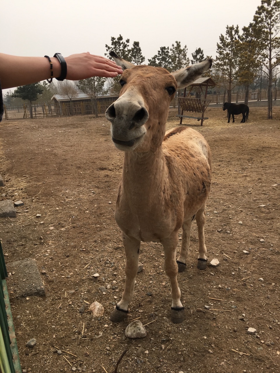 大青山野生動物園