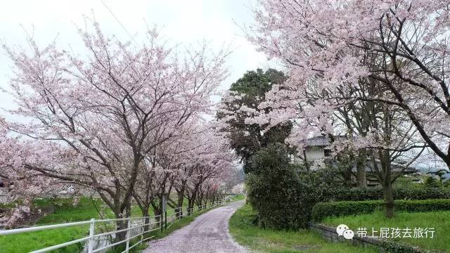 赛琳娜邮轮亲子游:2000块坐着邮轮去日本赏樱