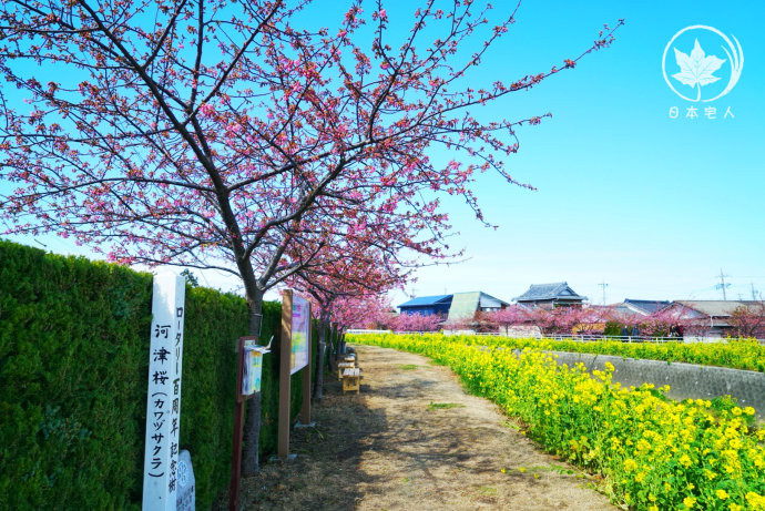 日本旅游 桃花 放完了 可以去渥美半岛看菜花和樱花 田原市游记攻略 携程攻略