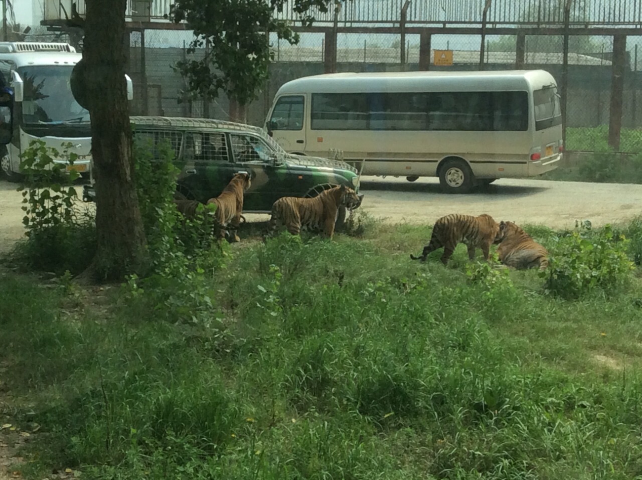 大连狮虎园图片