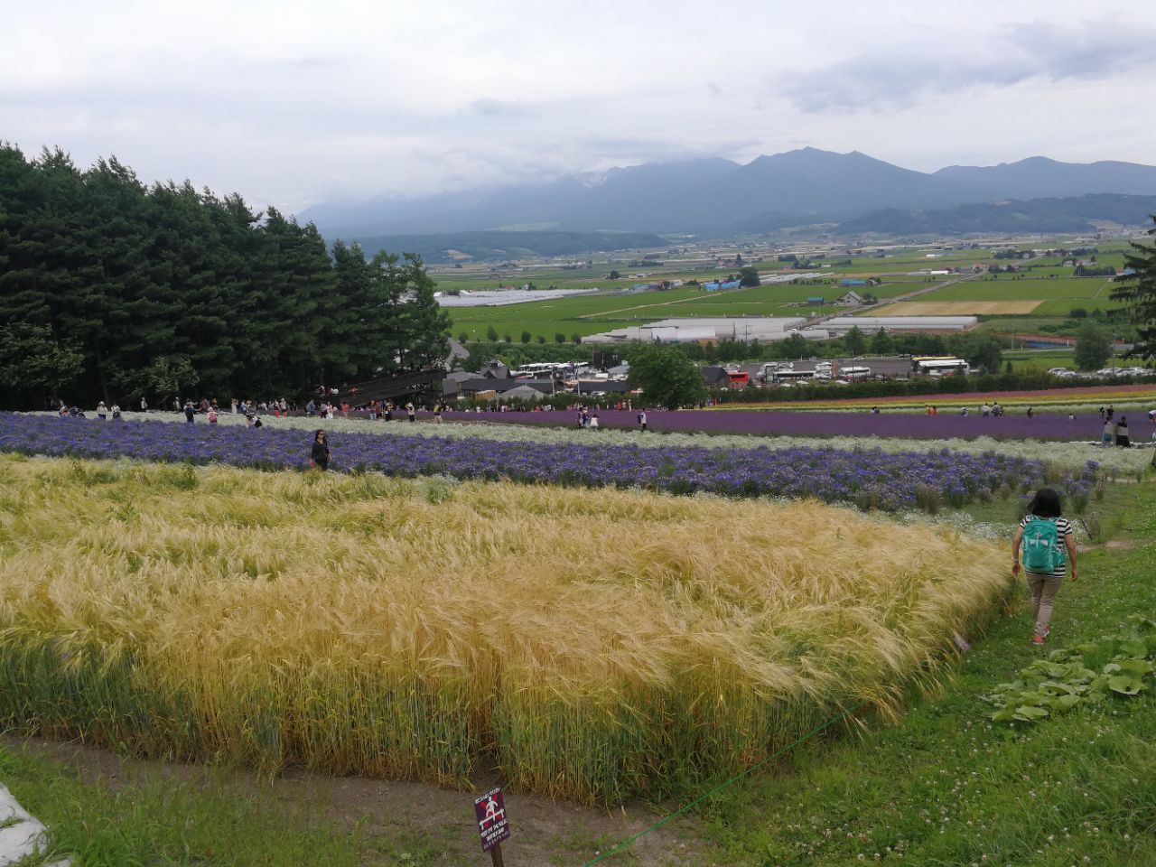 富良野