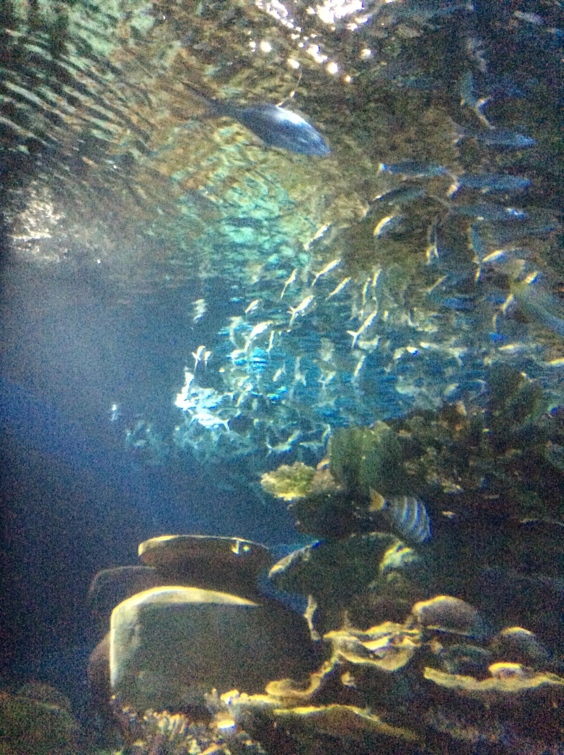 太平洋海底世界博覽館