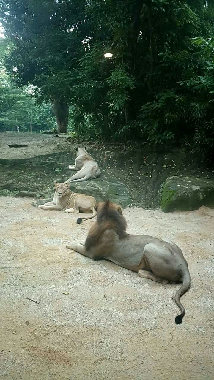 成都動物園