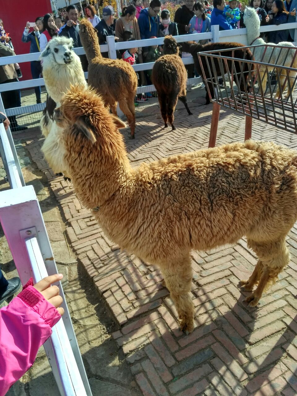 齊齊哈爾龍沙動植物園好玩嗎,齊齊哈爾龍沙動植物園景點怎麼樣_點評