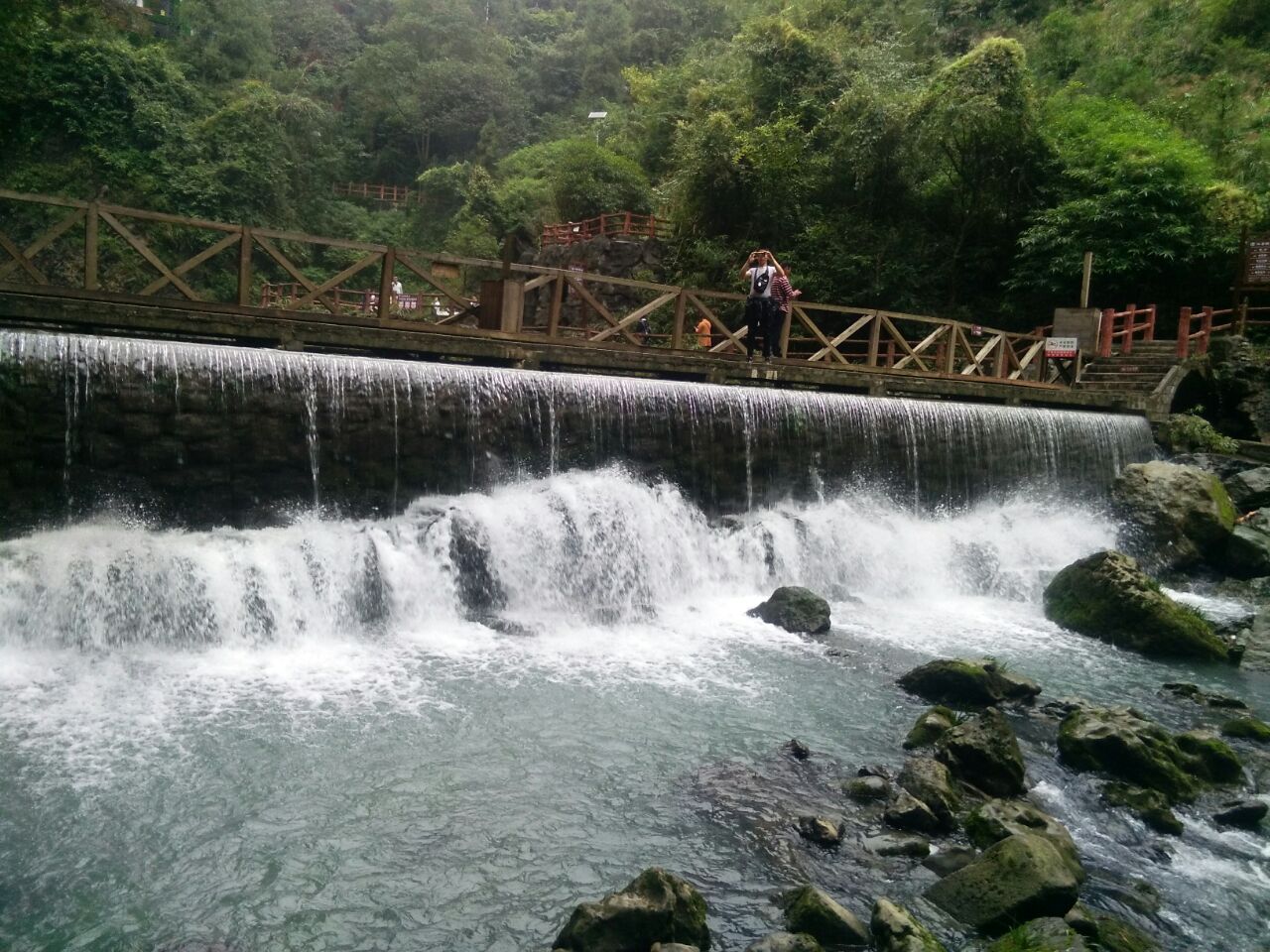 红果树