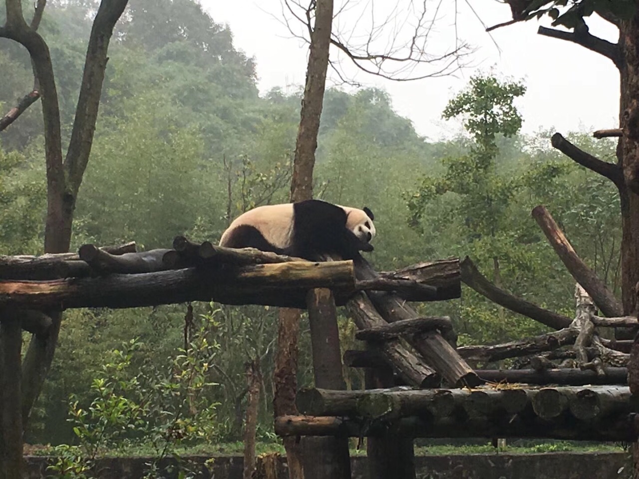 2020熊猫谷-旅游攻略-门票-地址-问答-游记点评，都江堰旅游旅游景点推荐-去哪儿攻略