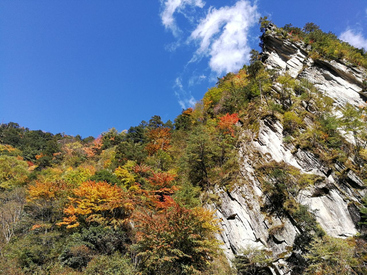 陽光的唐家河秋景美翻了,實景比照片美太多了,手機都能拍出畫片的感覺