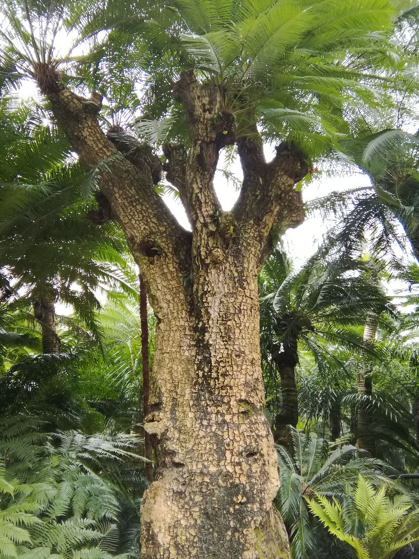 青秀山景区中的苏铁园非常值得一看,园林中的苏铁树约有一万株,千年