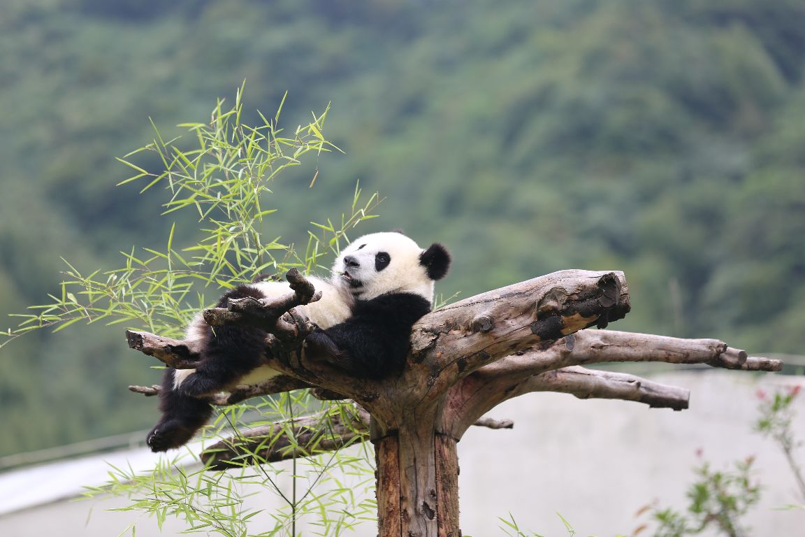 Imagenes osos panda relajado en la rama de un arbol [8-12-16]