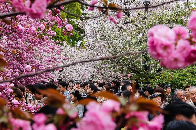 最新!2018年第四回樱花开花预测,全日本最美的