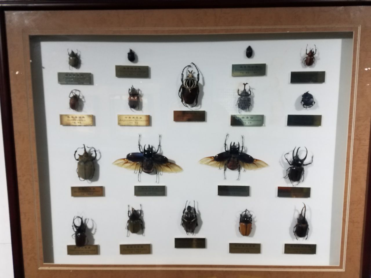 上海大自然野生昆虫馆 - 快懂百科