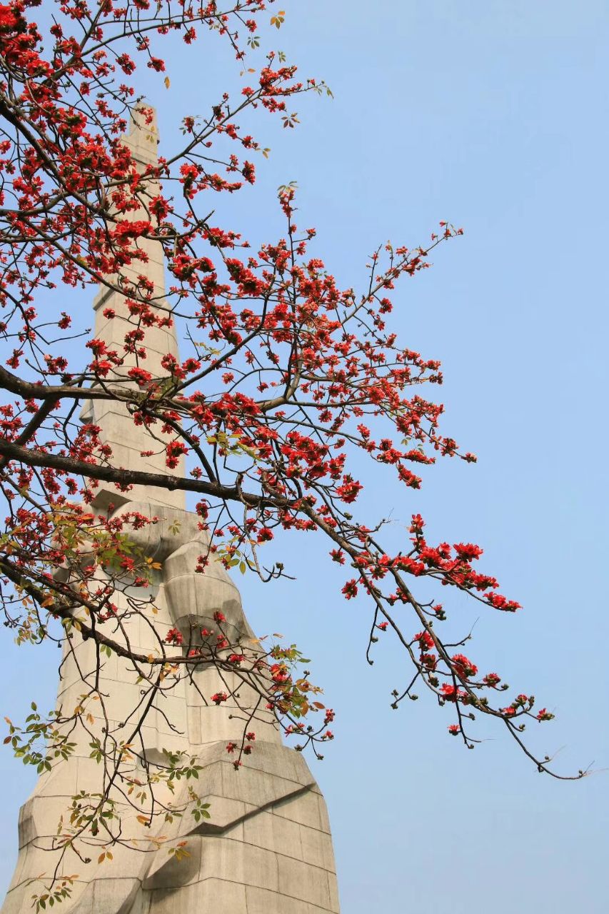 广州起义烈士陵园里的红棉花又盛开了让我想起了《红棉赞》这首歌